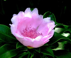 rosa de bayahibe flor